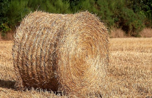 دلالان به  کاه و کلش هم رحم نمی کنند!