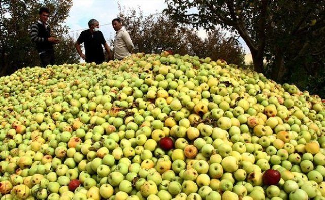 عرق سرد باغداران بر اجازه صادرات دیرهنگام سیب!