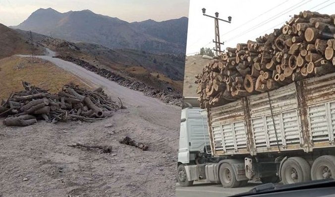 غارت درختان جنگل های مرزی اقلیم کردستان توسط ترکیه