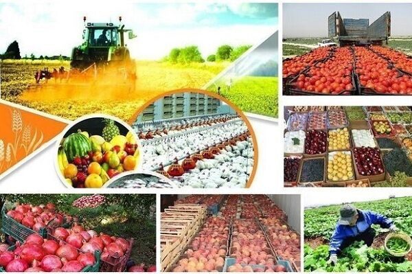 کرونا ٨ هزارمیلیارد تومان به بخش کشاورزی آذربایجان‌غربی خسارت زد