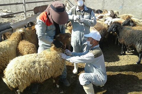 ظهور علائم مشکوک به سیاه زخم در بین دام‌های دره‌شهر / کانون مشکوک به بیماری قرنطینه شد
