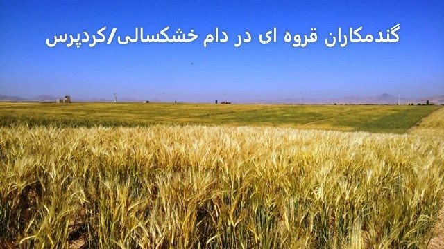 گندمکاران قروه ای در دام خشکسالی/خوشه های طلایی تشنه کام ماندند