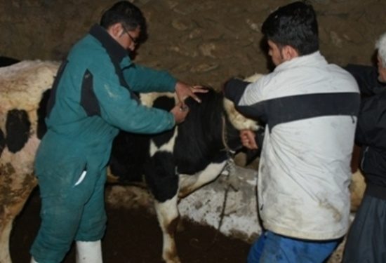81 هزار راس دام در کردستان علیه تب برفکی مایه کوبی شد