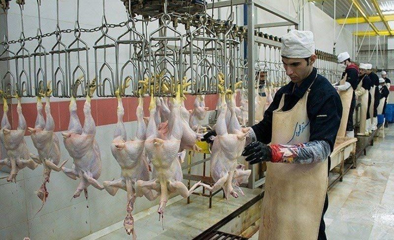 کشتارگاه های مرغ استان ملزم به ثبت اطلاعات در سامانه جامع تجارت هستند