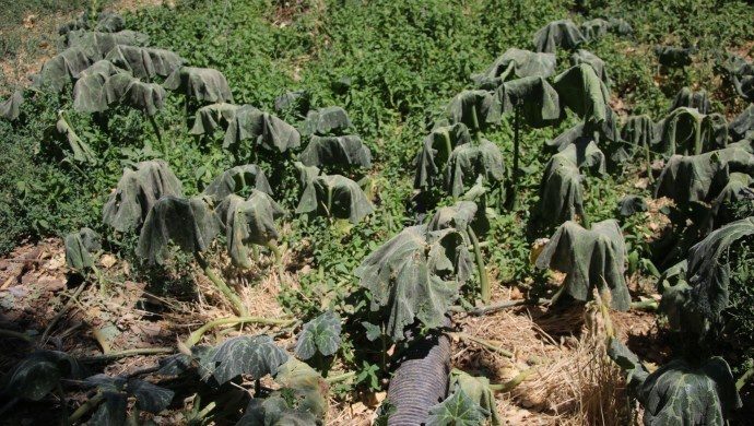 از ترکیه چه خبر؟ (21 تیر 1400)