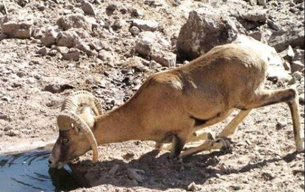 نگذاریم حیوانات و پرندگان، در عطش آب، جان دهند / دکتر رضا موزونی