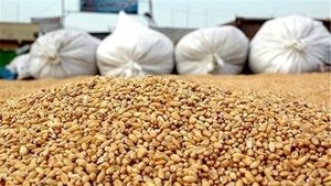 کشف ۵۰ هزار تن ذرت وارداتی در کرمانشاه