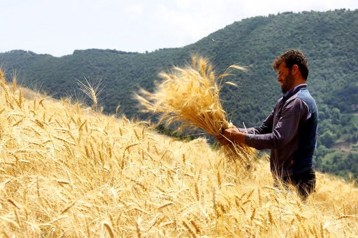 سیاست‌های اشتباه دولت در حوزه گندم، کشور را با چالش مواجه کرده است