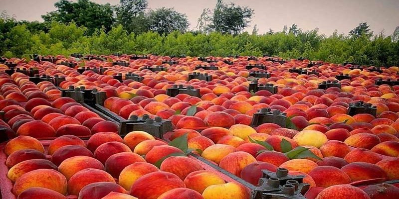 برداشت هلو در آذربایجان غربی آغاز شد