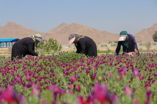 آموزش ٣ هزار زن روستایی آذربایجان غربی در طرح بهبود تغذیه