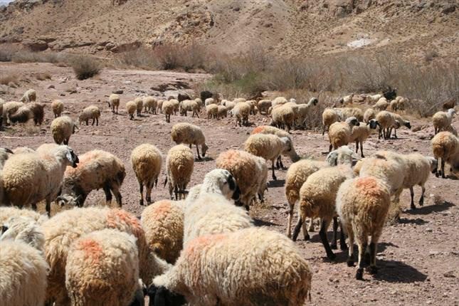 سرقت گوسفندان با خوراندن آبمیوه خواب آور به اهالی روستا