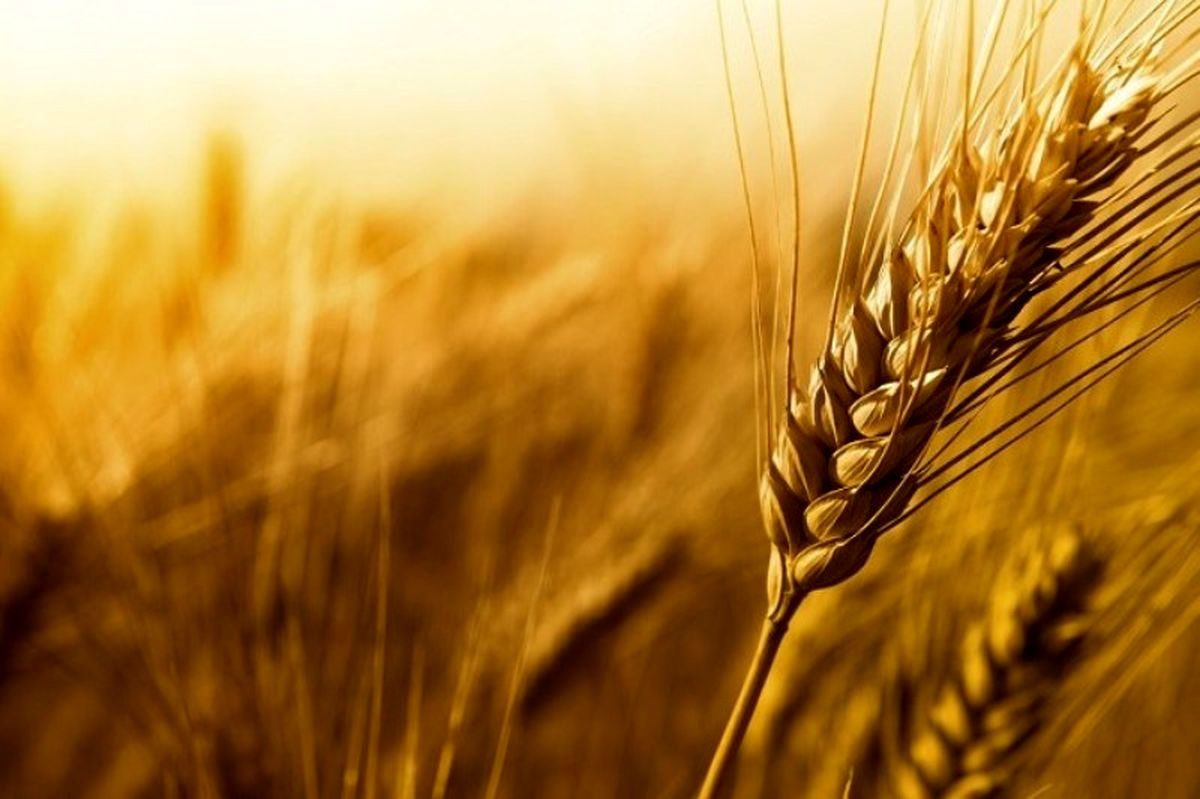 پیش بینی مجموع خرید گندم امسال در بیجار حدود ۵۰ هزار تن است