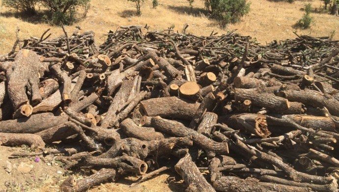 قلع و قمع درختان در نوار مرزی اقلیم کردستان توسط نیروهای ترکیه