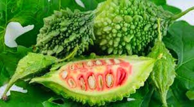 برداشت خربزه تلخ گلخانه ای در ارومیه آغاز شد
