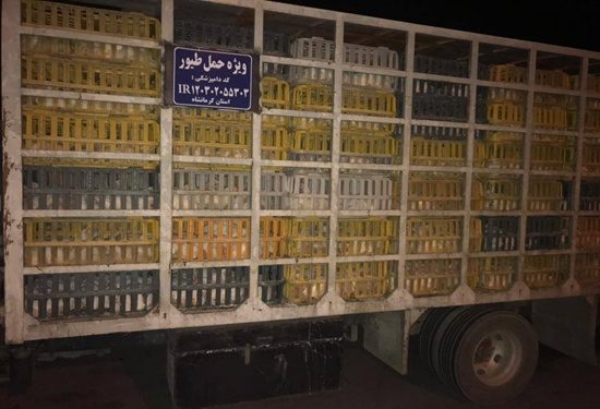 محموله 3 تنی مرغ زنده بدون مجوز حمل بهداشتی قرنطینه ای توقیف شد