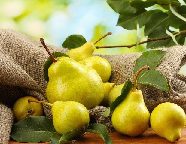 بیش از ۴ هزار تن گلابی از باغات آذربایجان غربی برداشت می شود