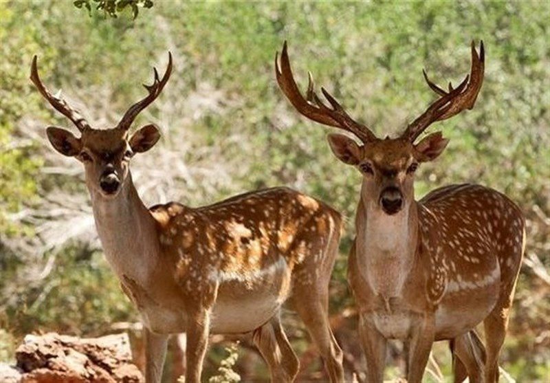 افتتاح مرکز تکثیر گوزن زرد ایرانی در ارومیه