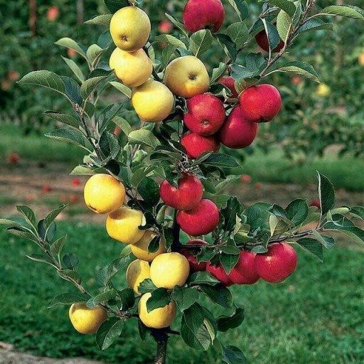 برداشت ۱۶۰هزار تُن سیب درختی در اشنویه