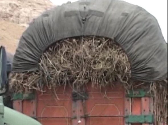 کشف بیش از 2 تن گیاه دارویی قاچاق در دالاهو