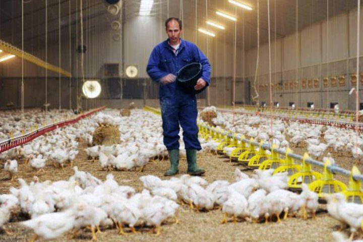 اعضای هیئت مدیره اتحادیه مرغداران ایلام انتخاب شد