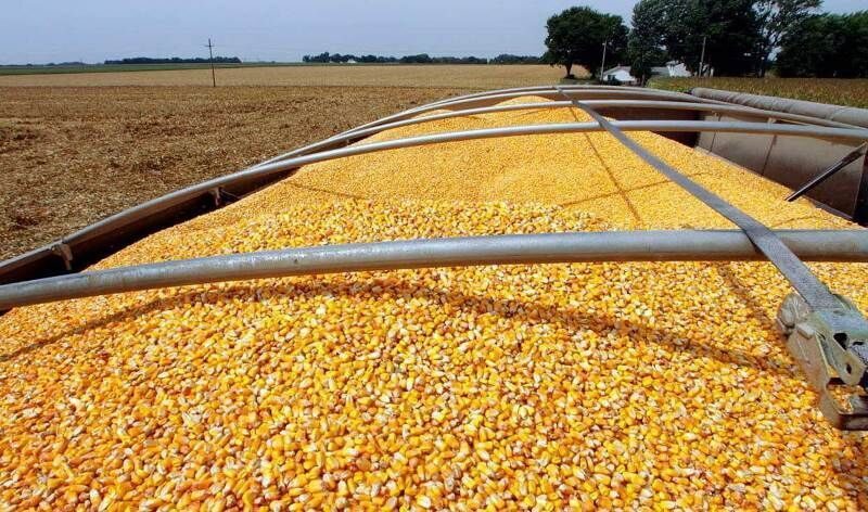 معاون اقتصادی استاندار: آذربایجان غربی مشکل تامین نهاده های دامی ندارد
