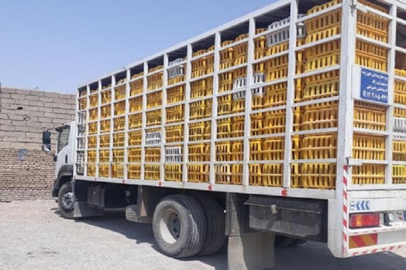 بیش از 1 تن مرغ زنده قاچاق در میاندوآب توقیف شد