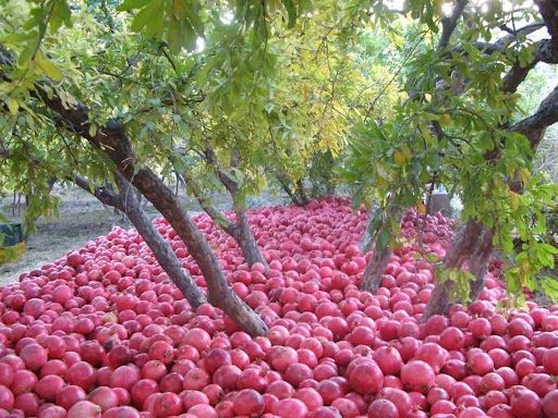 آغاز برداشت انار از باغات کردستان/پیش بینی تولید ۱۰ هزار تن محصول
