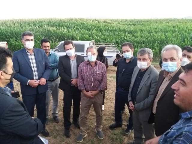 کشت قراردادی کمبود کود و نقدینگی کشاورزان را رفع می کند