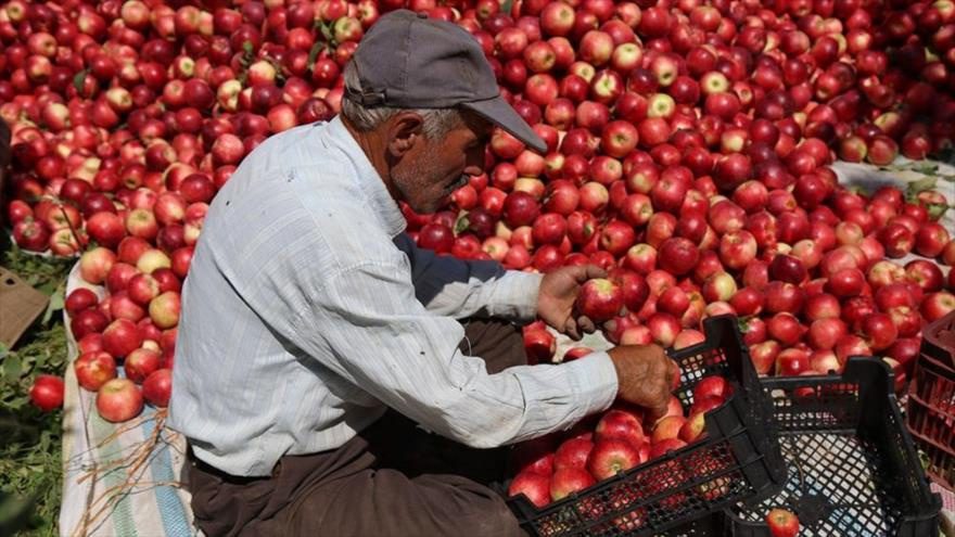 هزار و ۳۰۰ تُن سیب زیردرختی از باغداران مهابادی خریداری شد