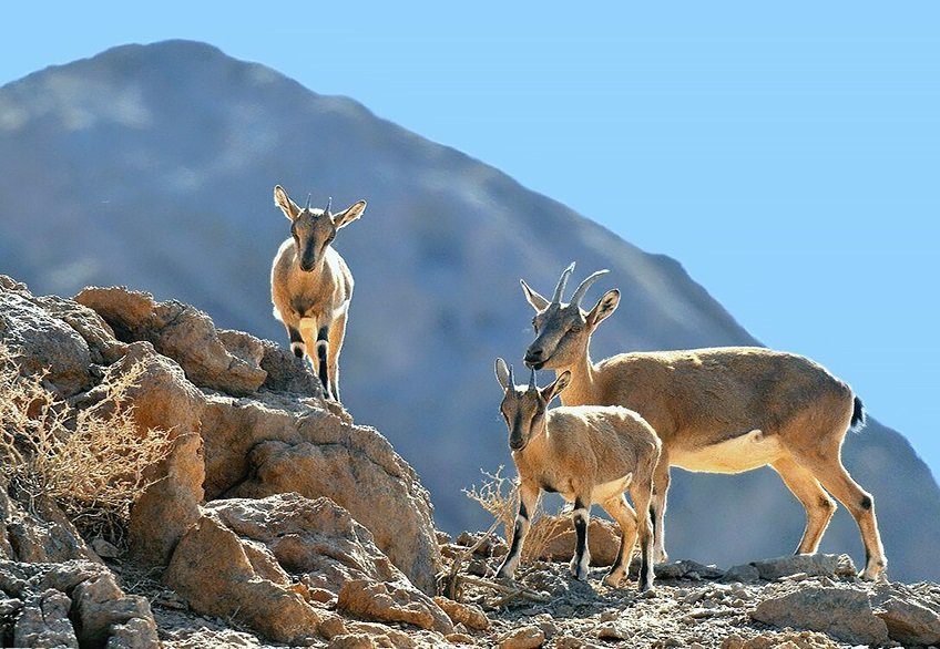 آغاز سرشماری پستانداران شاخص حیات وحش آذربایجان‌غربی