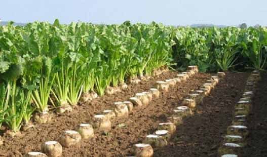 یک میلیون  تن چغندر قند از مزارع آذربایجان غربی  برداشت می شود