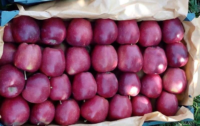 عوارض گمرکی صادرات سیب به اقلیم کردستان عراق برداشته می‌شود