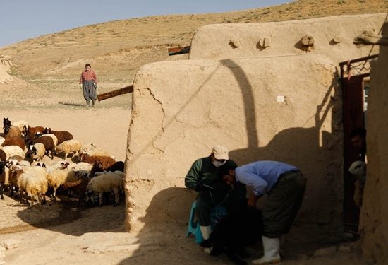 405 هزار راس دام سبک در کردستان علیه بیماری بروسلوز واکسینه شدند