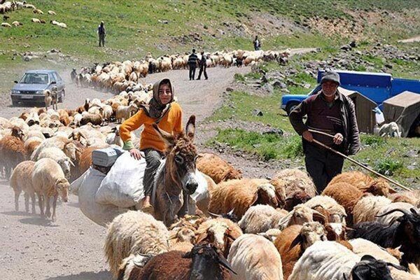 پلاک کوبی ۷۰۰ هزار راس دام عشایر ایلام/ کوچ ۲ هزار خانوار عشایری به ایلام در قشلاق