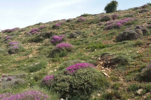 هشتم آذرماه آخرین مهلت ارائه طرح مرتعداران در آذربایجان غربی