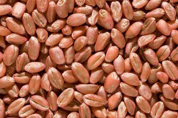 10 هزار تن بذر گندم در بین کشاورزان کردستانی توزیع شد