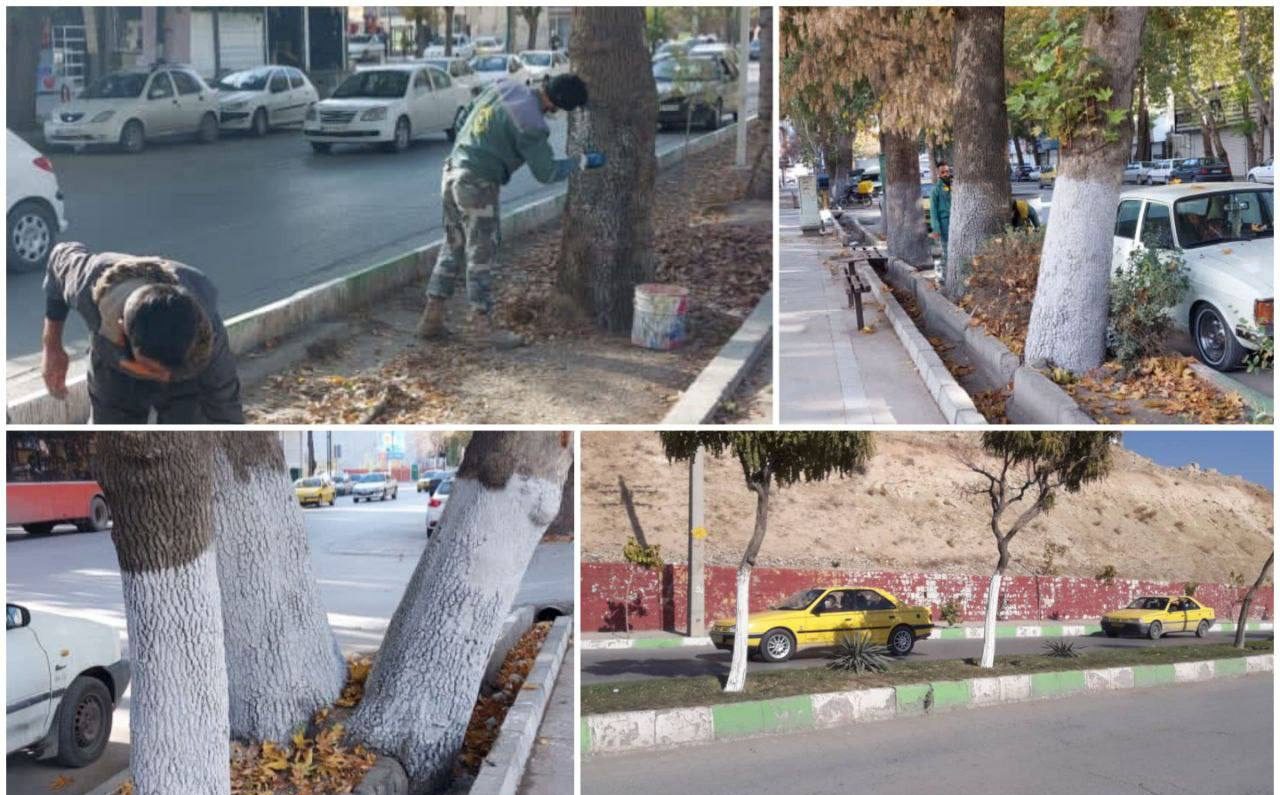 اندودکاری درختان کرمانشاه در برابر آفت