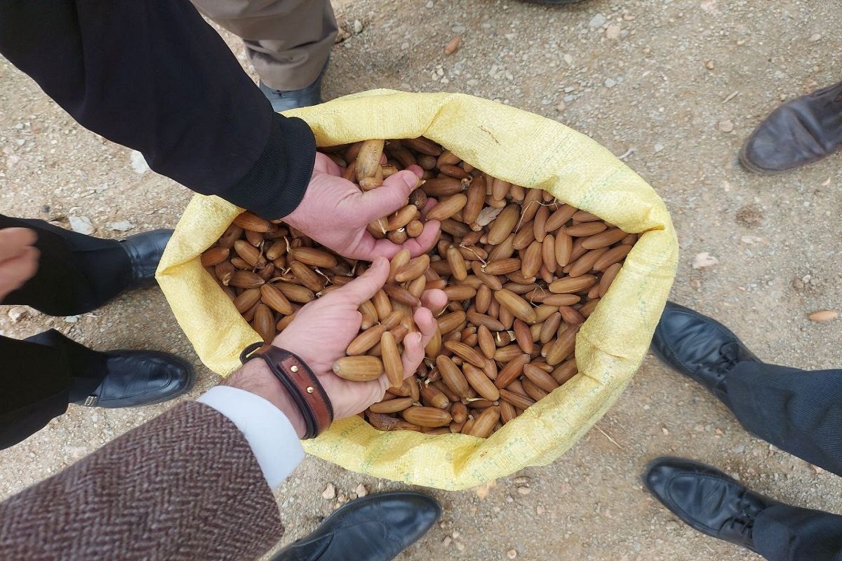 18 هکتار از اراضی جنگلی بانه بذرکاری بلوط می شود