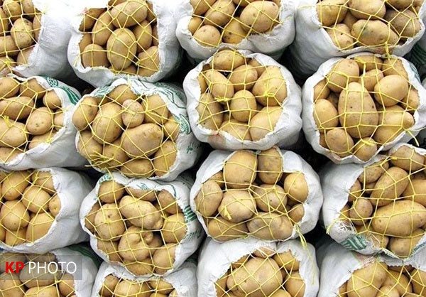 بازگشت محصول سیب زمینی ایران از ترکمنستان صحت ندارد