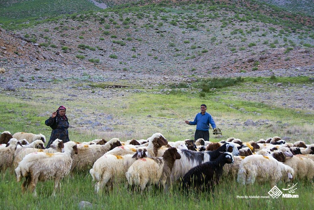 سهمیه صادرات دام سبک  کرمانشاه باید افزایش یابد