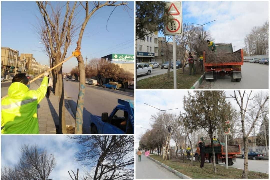 آغاز عملیات هرس و بازپیرایی درختان شهر کرمانشاه
