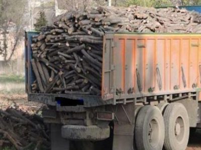 کشف 4 تن بلوط جنگلی قاچاق در کنگاور