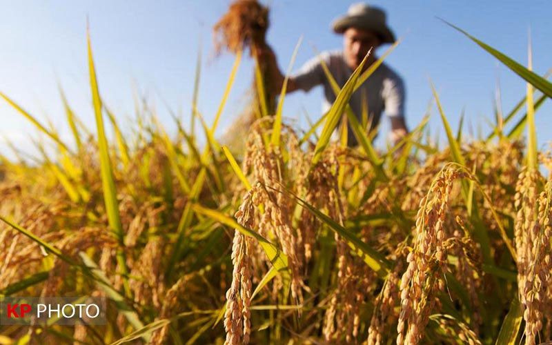 حوزه کشاورزی آذربایجان غربی نیازمند تجاری سازی