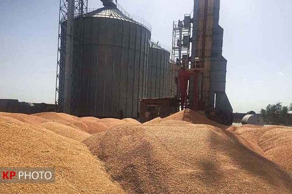 صادرات گندم کردستان به ۱۴ استان کشور