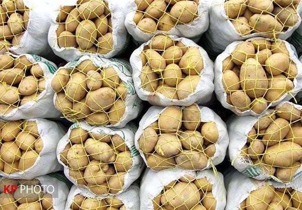 تولید 338 هزار تن سیب زمینی از سطح اراضی کشاورزی کردستان