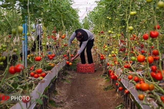 کشت گلخانه‌ای راهکار برون رفت از بحران خشکسالی