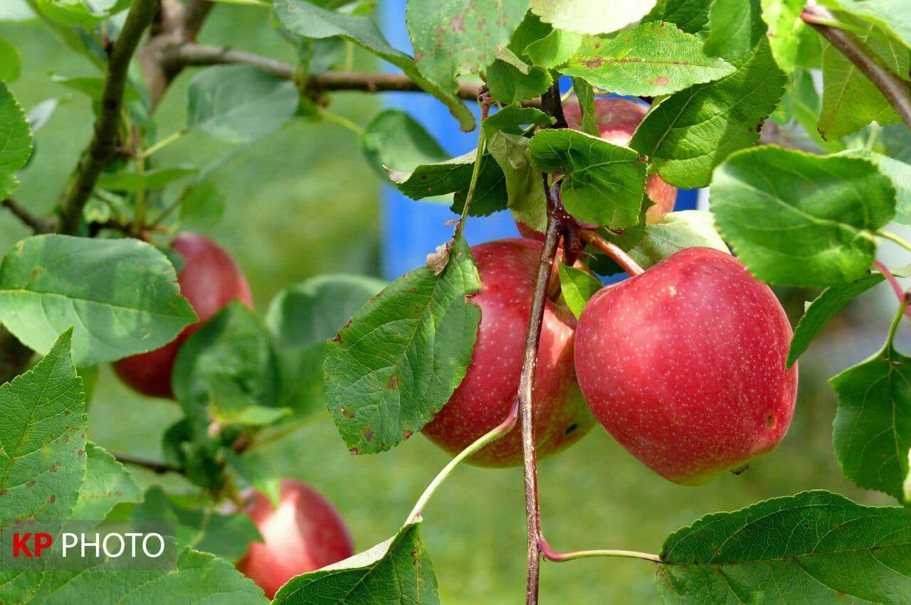 تلاش وزیر کشاورزی در دقیقه ٩٠ برای تعیین تکلیف سیب صادراتی!