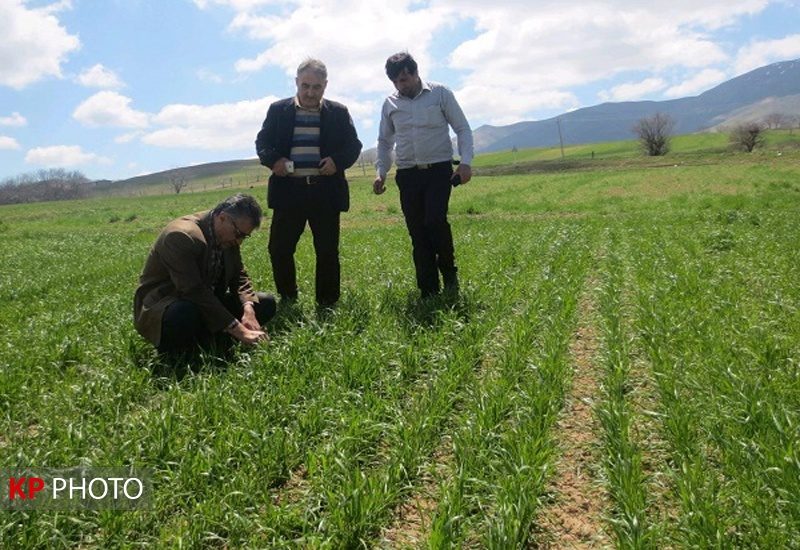 پایش به موقع آفات و بیماری‌ها از خسارت به مزارع و باغات جلوگیری می کند