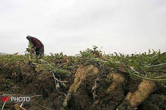 ممنوعیت کشت چغندرقند در جنوب آذربایجان غربی با تهدید قطع برق!