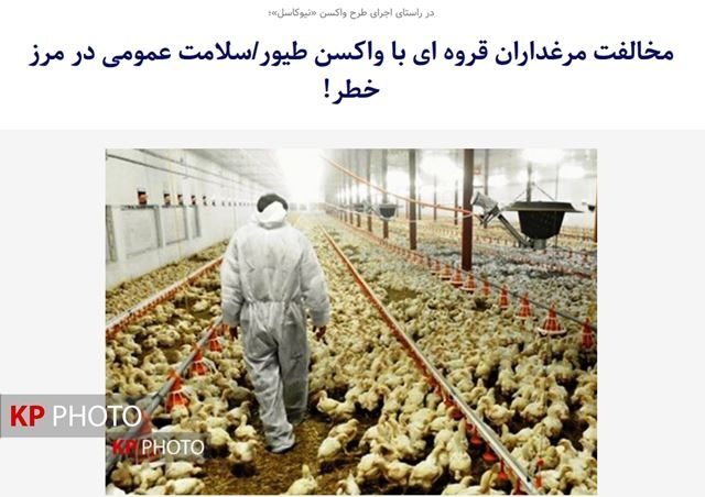 مرغداران قروه ای متعهد به اجرای طرح واکسن طیور شدند